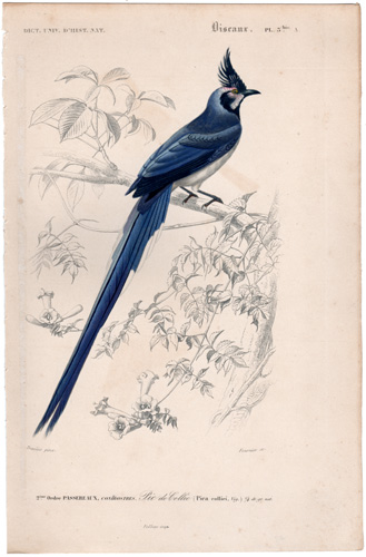 Collie's Magpie Jay
